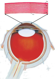Paquimetria Ultrassônica - Mede a espessura da córnea